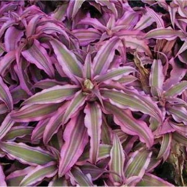El Rey Cryptanthus bivittatus AKA Earth Star Bromeliad~~SMALL STARTER Plant