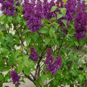 Congo Lilac ~Syringa vulgaris ~ Small Well Rooted STARTER Plant~4-8 inches tall