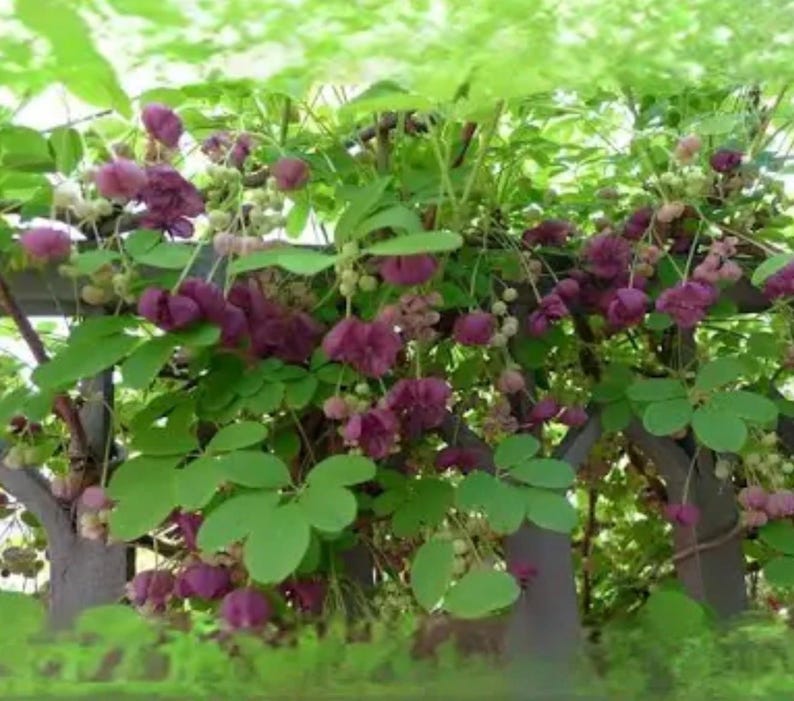Chocolate Vine Akebia Quinata SMALL Rooted Starter Plant-edible Fruit ...