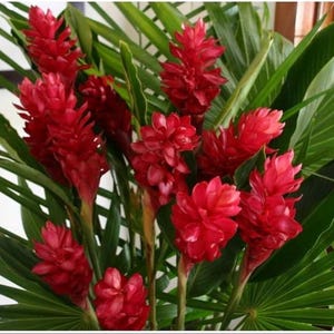 Hawaiian Red Ginger-Alpinia Purpurata-SMALL  ROOTED STARTER Plant