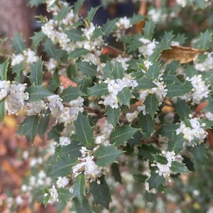 Party Princess &#39;Kaori Hime&#39; Fragrant Tea Sweet Olive Osmanthus fragran Rooted Starter Plant~~Absolutely Delightful Fragrance!RARE VARIETY!