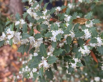 Party Princess 'Kaori Hime' Té Aromático Olivo Dulce Osmanthus fragran Planta Inicial Enraizada~~¡Fragancia Absolutamente Deliciosa! ¡VARIEDAD RARA!