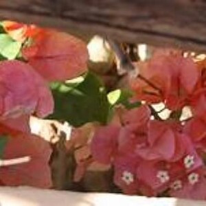 K&ouml;nnte beinhalten: Nahaufnahme von rosa und roten Bougainvillea-Bl&uuml;ten, die an einer Rebe bl&uuml;hen. Die Bl&uuml;ten sind zart und haben eine weiche, samtige Textur.