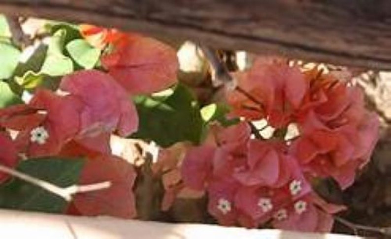 K&ouml;nnte beinhalten: Nahaufnahme von rosa und roten Bougainvillea-Bl&uuml;ten, die an einer Rebe bl&uuml;hen. Die Bl&uuml;ten sind zart und haben eine weiche, samtige Textur.