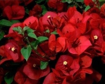 Well Rooted**SAN DIEGO RED* Live Bougainvillea starter/plug plant*usa seller