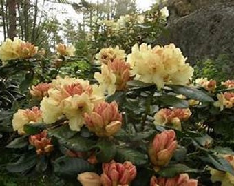 Goldprinz Rhododendron~ Well Rooted STARTER Plant~Very Rare!