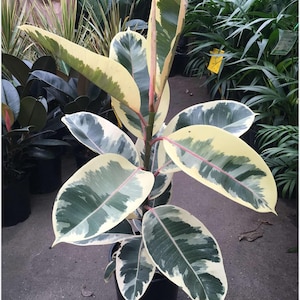 Tineke Rubber Tree-Ficus elastics-SMALL ROOTED STARTER Plant