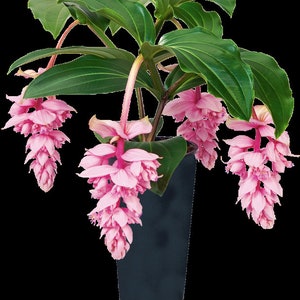 Royal Zenz Magnifica Medinilla Plant~~Live Well Rooted "STARTER" Plant~ Gorgeous Pendulous Pink Blooms~Very Rare!