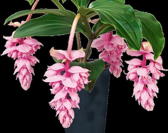 Royal Zenz Magnifica Medinilla Plant~~Live Well Rooted "STARTER" Plant~ Gorgeous Pendulous Pink Blooms~Very Rare!