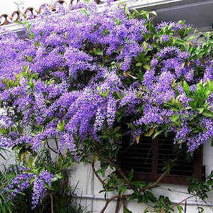 4" Pot**QUEENS WREATH**Petrea volubilis**Sandpaper Bluebird Vine**Rooted Plant