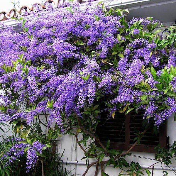 4" Pot**QUEENS WREATH**Petrea volubilis**Sandpaper Bluebird Vine**Rooted Plant