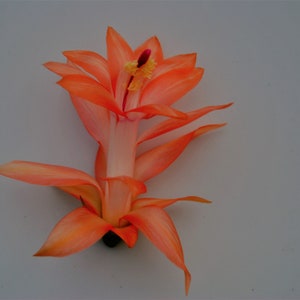 4&quot; Potted Braiden~Christmas Cactus Well Rooted Plant~Schlumbergera Truncata~AKA Thanksgiving Cactus,Zygo Cactus,Holiday Cactus