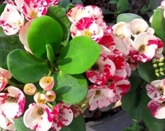 Crown Of Thorns Starter Plant (Euphorbia Milii) - Small, Bare Root, Drought Tolerant
