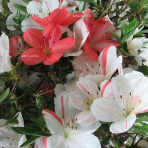 IveryanaAzalea Rhododendron Starter PlantBeautiful Multi Color Blooms All At Once image 7