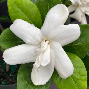 DOUBLE Tahitian Gardenia Taitensis Jasminoides PlantIntensely Fragrant FlowerLarge Shiny Green Leaves with Unique Star Double Blooms image 9