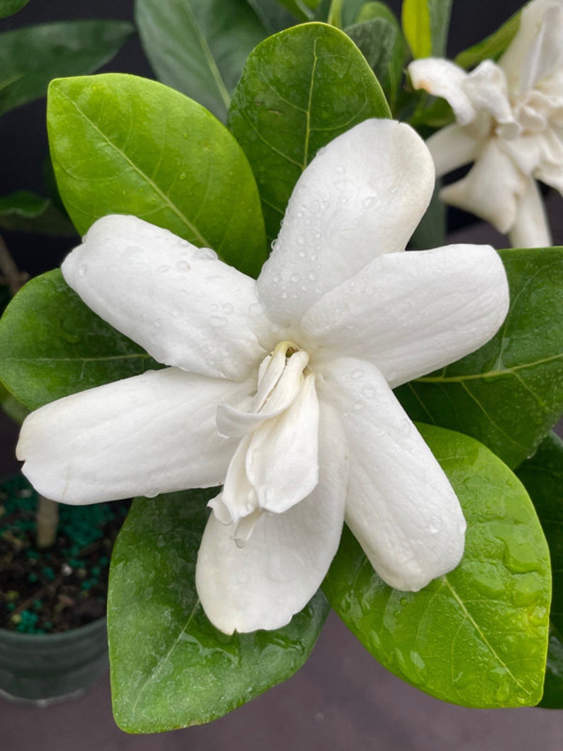 DOUBLE Tahitian Gardenia Taitensis Jasminoides PlantIntensely Fragrant FlowerLarge Shiny Green Leaves with Unique Star Double Blooms image 9