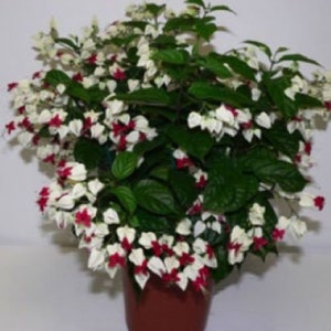 BLEEDING HEART~ Small Rooted Starter Plant~ Clerodendrum thomsonia~White & Red Blooms