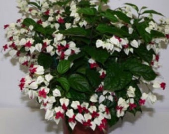 BLEEDING HEART~ Small Rooted Starter Plant~ Clerodendrum thomsonia~White & Red Blooms