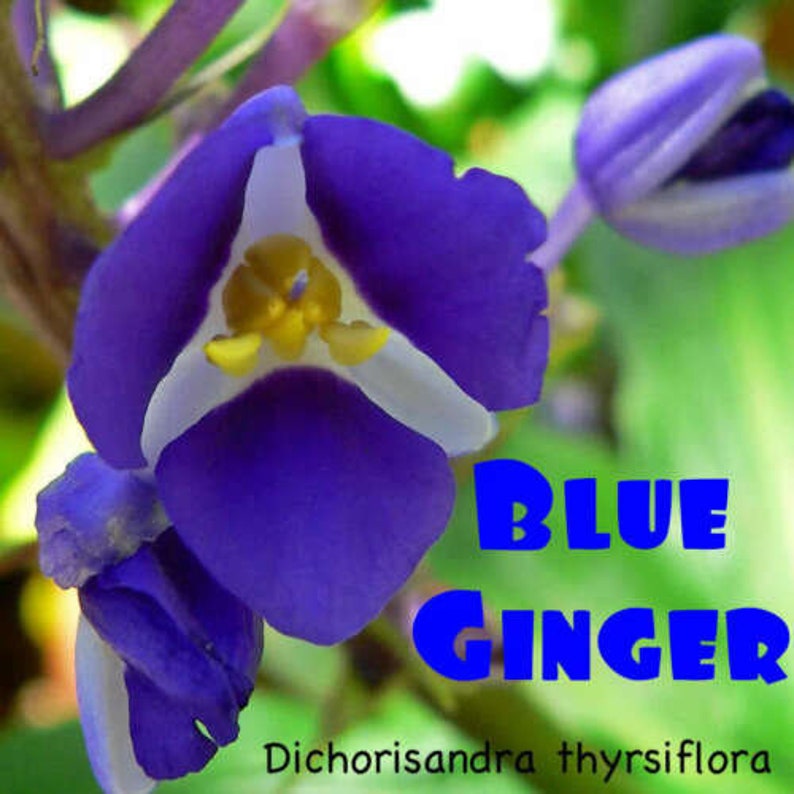 SAPPHIRE BLUE GINGERGorgeous Dichorisandra ThyrsifloraSmall Rooted Starter Plant image 4