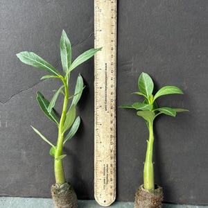 May include: Two small green plants with long, slender leaves are displayed next to a ruler. The plants are approximately 10 inches and 6 inches tall, respectively. The ruler shows measurements in inches and has text that reads "www.continentalaccessory.com".
