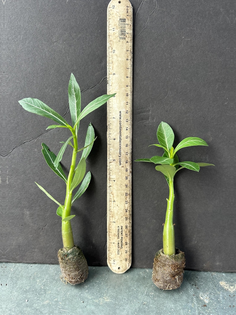May include: Two small green plants with long, slender leaves are displayed next to a ruler. The plants are approximately 10 inches and 6 inches tall, respectively. The ruler shows measurements in inches and has text that reads "www.continentalaccessory.com".