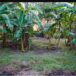 Lacatan Musa- Live Banana Tree-SMALL ROOTED STARTER Plant-Fruits in 8-12 months!