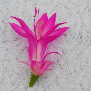 4&quot; Potted Holiday Splendor~Christmas Cactus Well Rooted Plant~Schlumbergera Truncata~AKA Thanksgiving Cactus,Zygo Cactus,Holiday Cactus