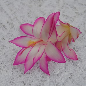 Fairy Tale~Christmas Cactus Well Rooted Starter Plant~Schlumbergera Truncata~AKA Thanksgiving Cactus,Zygo Cactus,Holiday Cactus, etc