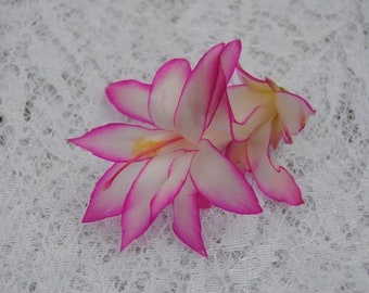 Pode incluir: Uma única flor de cacto de Natal rosa e branca com um centro amarelo, sobre um fundo de renda branca.