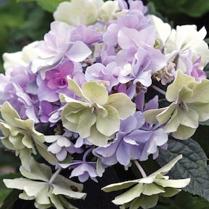 FELICITY**Hydrangea Starter Plant**Lovely Purple & White Star Shaped Blooms! Very Unique and HTF!