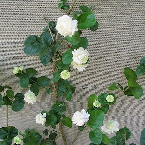 Grand Duke of Tuscany Jasmine~Jasminum Sambac~SMALL Rooted STARTER Plant~~Extremely Fragrant!