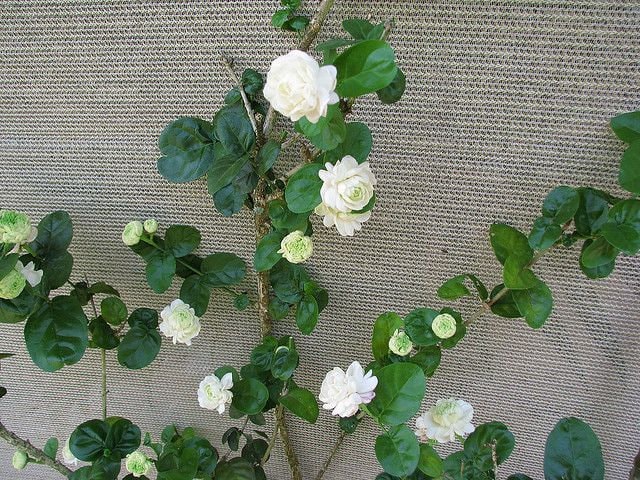 Grand Duke of Tuscany Jasmine~jasminum Sambac~small Rooted STARTER