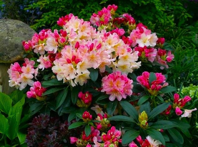 Percy Wiseman~azalea Rhododendron~ Rooted STARTER Plant~varying Shades of  Pink & Creamy White! - Etsy