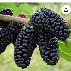 Dwarf Everbearing Black Mulberry Tree-STARTER PLANT- Morus nigra plant edible fruit