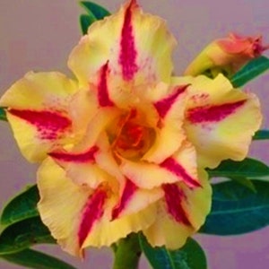 Adenium Obesum Grafted Plant "STAR BURST" Desert Rose Plant *USA Grown*