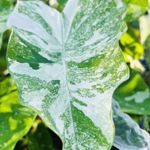 Milky Way - Colocasia esculenta- Elephant Ear - SMALL Rooted STARTER Plant-Huge Beautiful Variegated Leaves! Very Rare & HTF