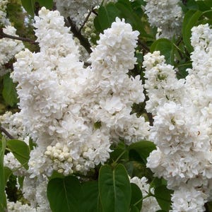 Madame Lemoine Lilac ~Syringa vulgaris ~ Small Well Rooted STARTER Plant~4-8 inches tall