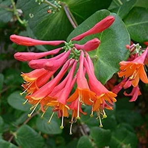 May include: A cluster of vibrant orange and red honeysuckle flowers blooming on a green vine. The flowers are trumpet-shaped and have a delicate, sweet fragrance.