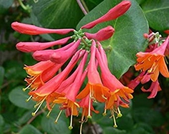 TRUMPET CORAL HONEYSUCKLE Vine Lonicera Sempervirens Well Rooted Starter Plant~~Hummingbird Heaven!