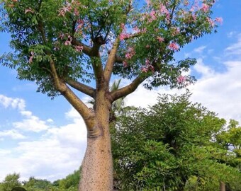 Pink Silk Floss Tree-ceiba Specios-extremely Rare Tree! Beautiful