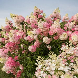 Pink Shades~~Hydrangea Starter Plant~~Loaded with White & Pink Blooms!~See All Pictures!