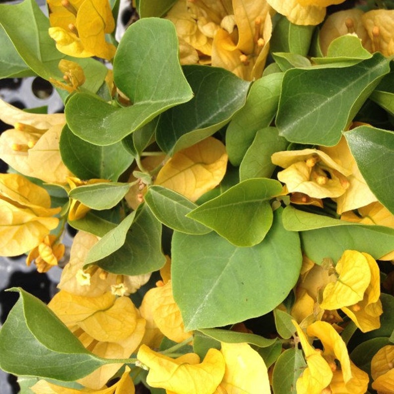 California Gold Bougainvillea Small Well Rooted Starter PlantLive Bougainvillea starter/plug plantusa seller image 3