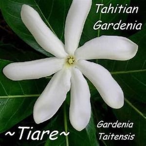 Single Tahitian Gardenia Taitensis Jasminoides Plant~Intensely Fragrant Flower~~Large Shiny Green Leaves with Unique Star Double Blooms