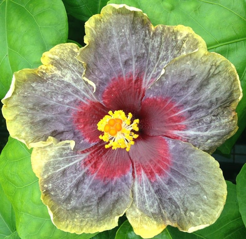 BLACK RAINBOWSMALL Rooted Tropical Hibiscus Starter PlantShips Bare RootVery Rare image 9