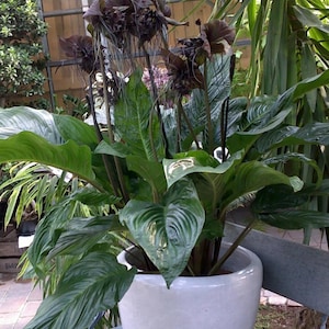 Black Bat Flower-Tacca chantrieri-aka Black Lily-SMALL ROOTED STARTER Plant