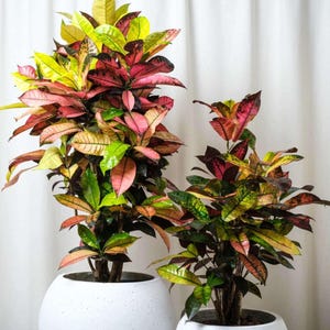 Mrs. Iceton Croton - Etsy