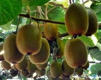 Tomuri Male Kiwi Plant (Actinidia Chinensis) - Live Fruit Plant In 3" Pot