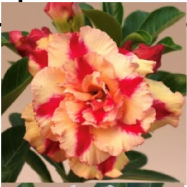 Mrs Rose Adenium Obesum Grafted Plant "Desert Rose Plant~~Blooms open yellow & age to Pink!