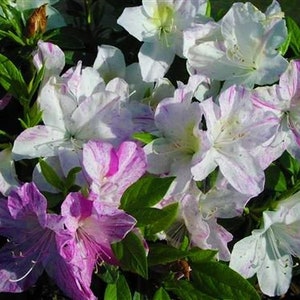 Audrey Marie~~Azalea Rhododendron Starter Plant~~White with Purple Splashes & Splotches~~A Rare Beauty!