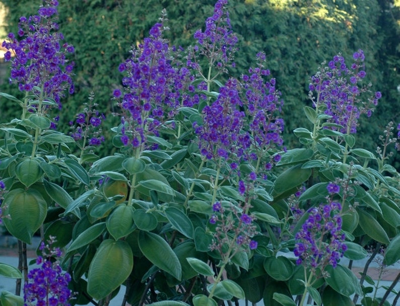 Big Leaf Princess Flower-Tibouchina Grandifolia Heteromalla-Butterfly Heaven image 3